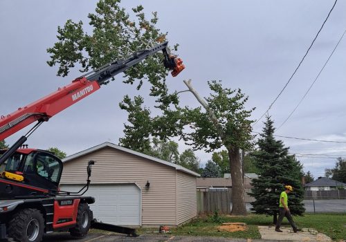 Top tree services in Bloomington IL