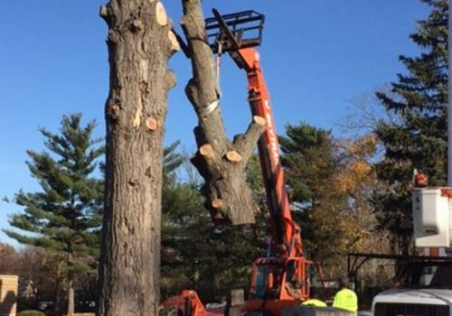 TJ Blakeney Tree Service tree removal in Peoria IL