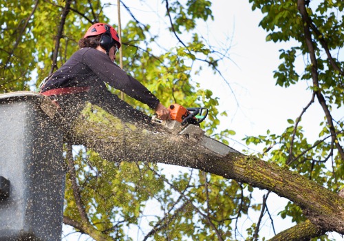 A man in a crane cutting a branch from a tree during Crane Tree Removal