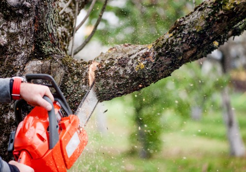 Chainsaw cutting a branch during Tree Trimming