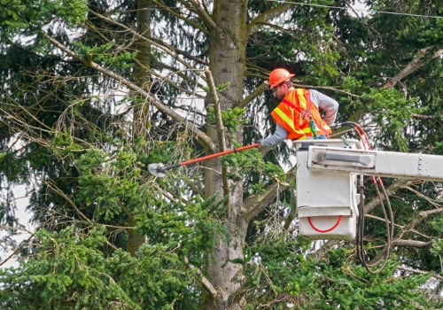 Man trimming a tree during Tree Cutting Service in Bloomington IL