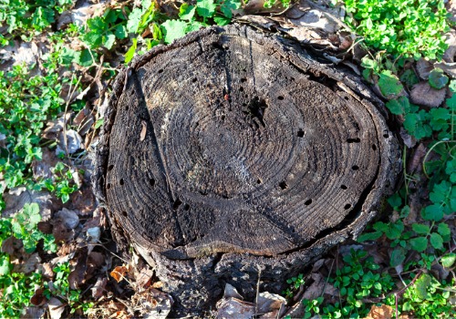 A dead stump that needs stump grinding in Peoria IL