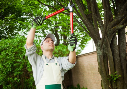 A man trimming some branches while performing Commercial Tree Service in Peoria IL
