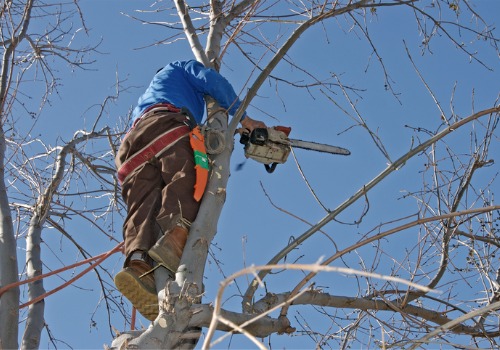A member of TJ Blakeney Tree Service performs Tree Trimming Near You in Bloomington IL