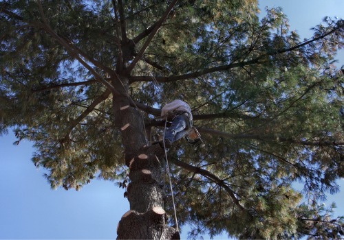 TJ Blakeney's team performs Tree Removal Near You in the Bloomington IL area