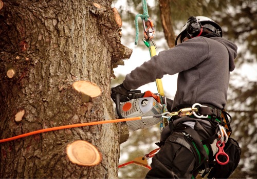 A team member of TJ Blakeney Tree Service provides Tree Removal in Normal IL