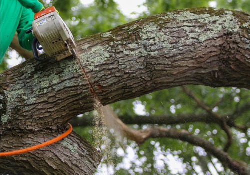 As part of Tree Cutting in Peoria IL, TJ Blakeney Tree Service will cut and remove trees from your property