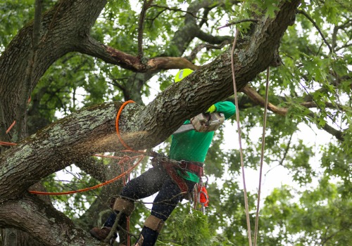 A member of TJ Blakeney Tree Service provides Tree Cutting in Bloomington IL