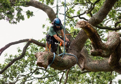 A member of TJ Blakeney Tree Service performs Tree Cutting in Peoria IL